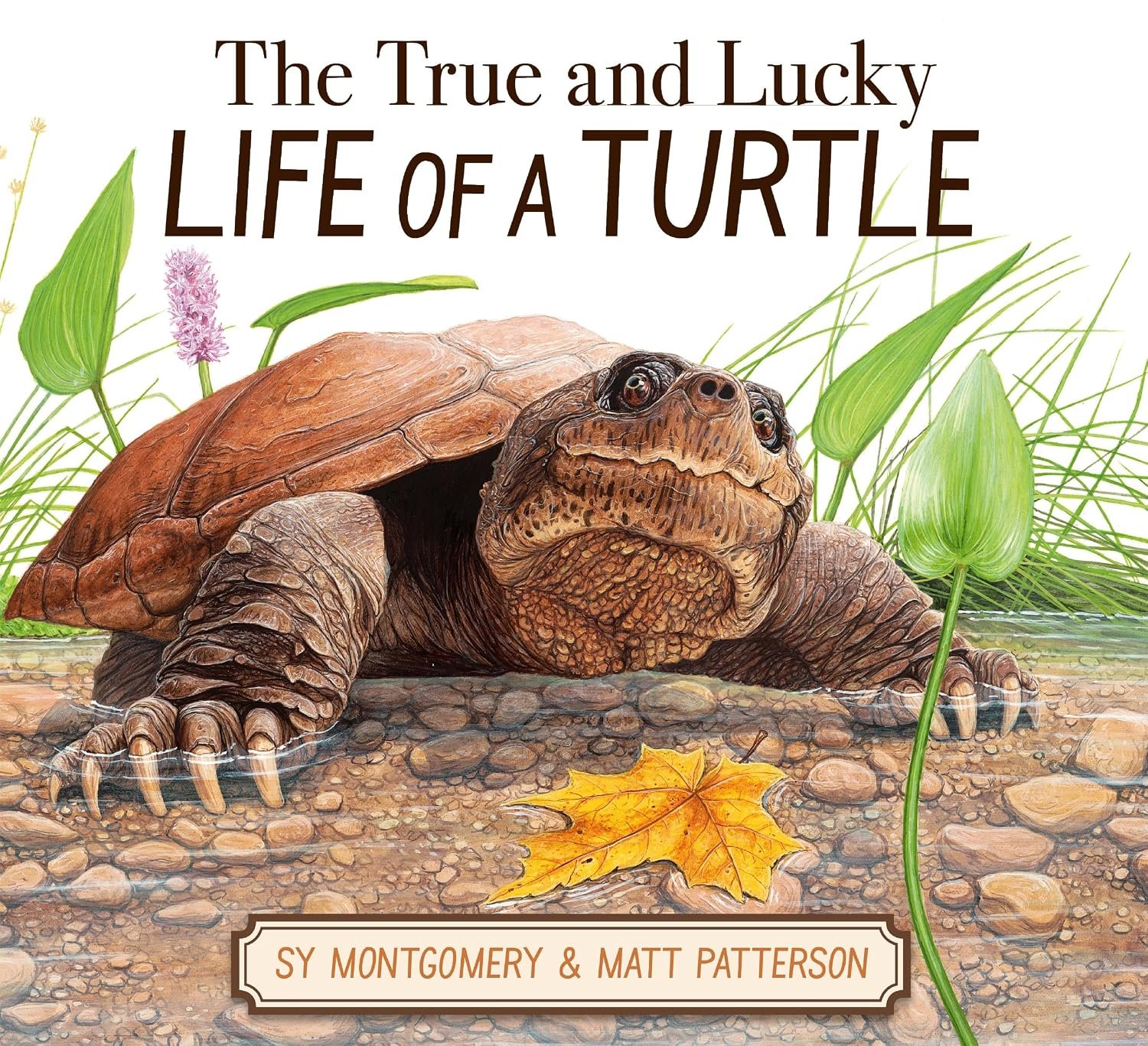 The True and Lucky Life of a Turtle: A Heartwarming Story of a Lucky Turtle for Kids (Ages 4–8)